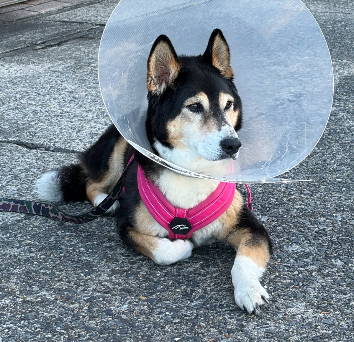 vegelovecat's tweet image. おはよー
5:10出発早朝散歩 18℃爽やかで気持ちがいい朝 自宅に入る前に10分位観察タイム 私はたまに風に乗ってくるスイカズラの香りを楽しんでた
昨夜の夕飯 キムチきゅうり奴 ナムル コールスロー 味噌汁 納豆
🏀見ながらパイナップルジン
 #vegan #ヴィーガン #保護犬を家族に #保護猫を家族に