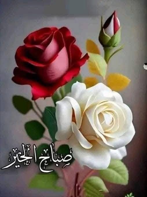 ⁦🇪🇬⁩⁦أثر عابره ✌️🕊️🌿🇪🇭 tweet media