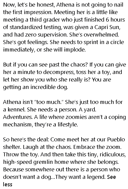 malarkey61's tweet photo. This girl's adoption bio would make you question your sanity while signing the adoption papers! Then you realize, she's the bestie you've been looking for your whole life. https://t.co/SaU5JICmSU