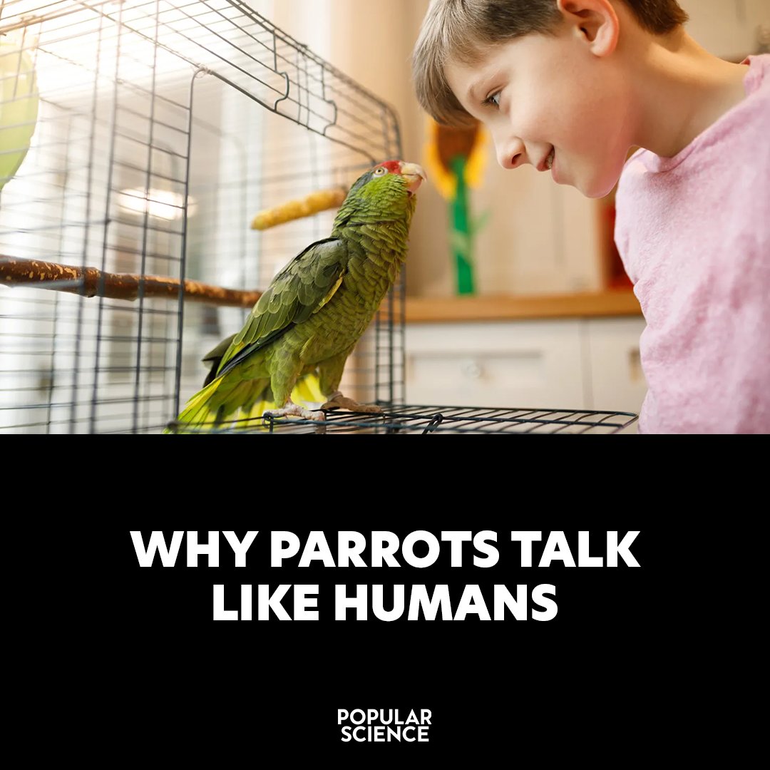 Popular Science tweet media