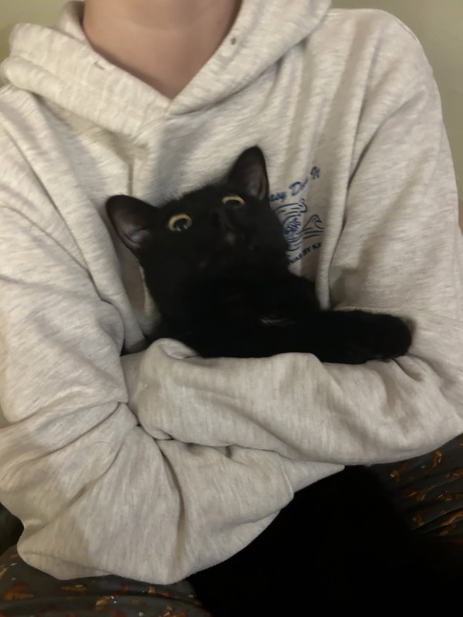 Black cats are not bad luck tweet media