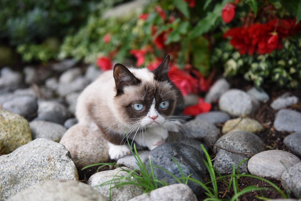 Grumpy Cat tweet media