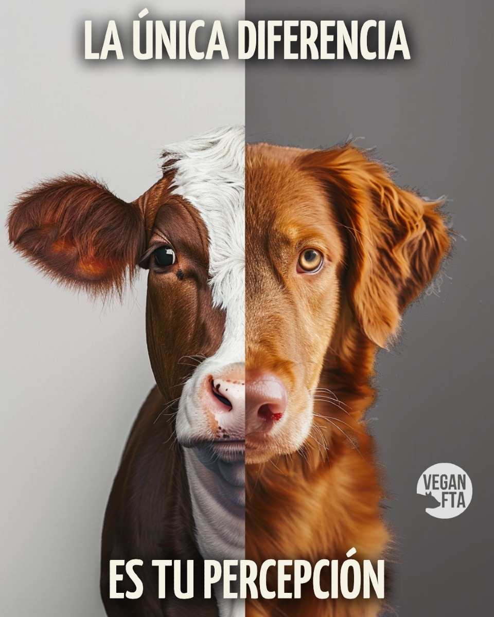 lalalaveganoyc's tweet image. 🤓 VIERNES TEÓRICOS
.
Descargá la info desde nuestras redes sociales.
.
  @LaLalaVeganoyCasero en Fb e Ig
. 
#vegan #veganism #CrueltyFree #dairyfree #plantbased #plantbasedfood