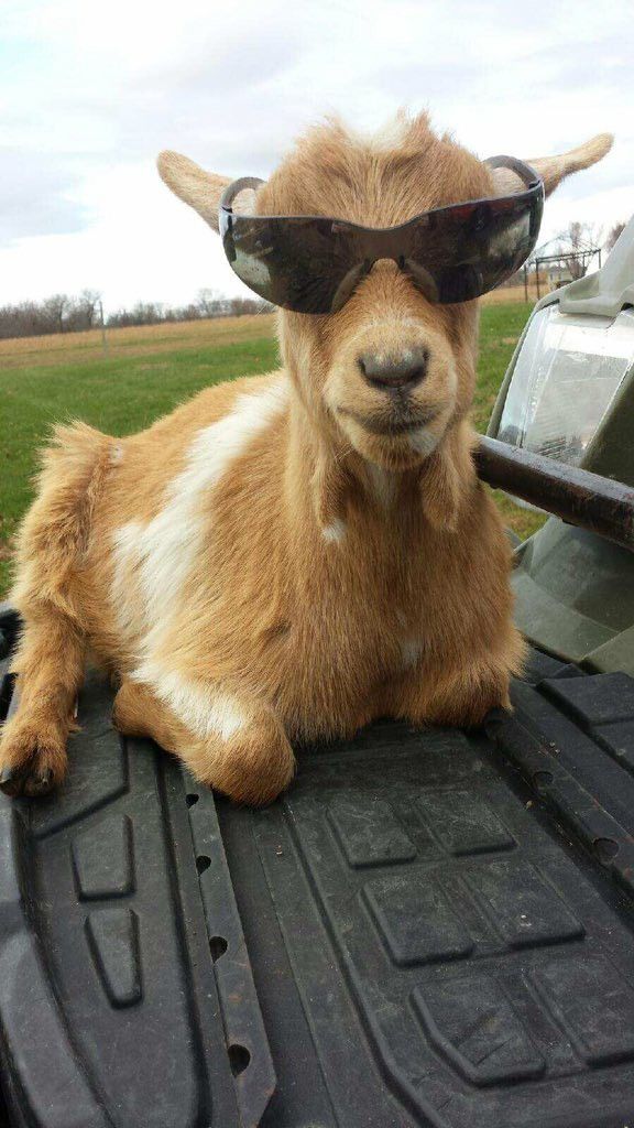 Goat tweet media