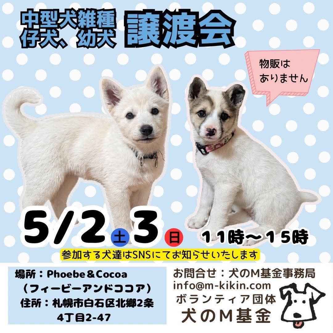 mkikin1's tweet photo. 📣5/2・3日(土・日)は保護犬譲渡会📣

参加メンバーご紹介🐶

フィービー＆ココア譲渡会に会いに来てね☆
by参加メンバーず💗

🍀日程はポスターをご覧ください

🍀詳しくはコチラ↓
https://t.co/vDJxbqKzVV

#譲渡会 
#子犬 #雑種 #北海道犬  #チワックス
#中型犬 #保護犬 #里親募集 
#北海道 #札幌 https://t.co/FIThF5TQpj