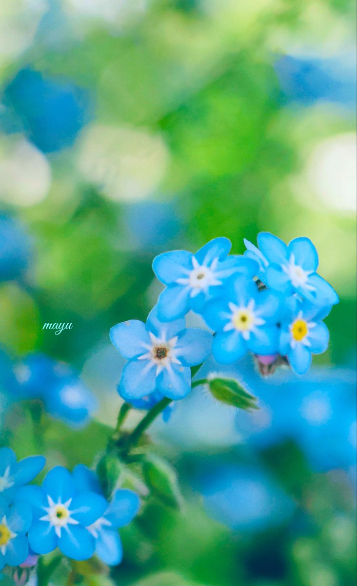 mayu_1321's tweet image. •.❥·̩͙˖⋆࿐໋₊✦𓂃•.❤︎·̩͙

　　　　初夏の光と戯れて

　　　　　　　　　　　𓂃٭𓈒𓏸🌿