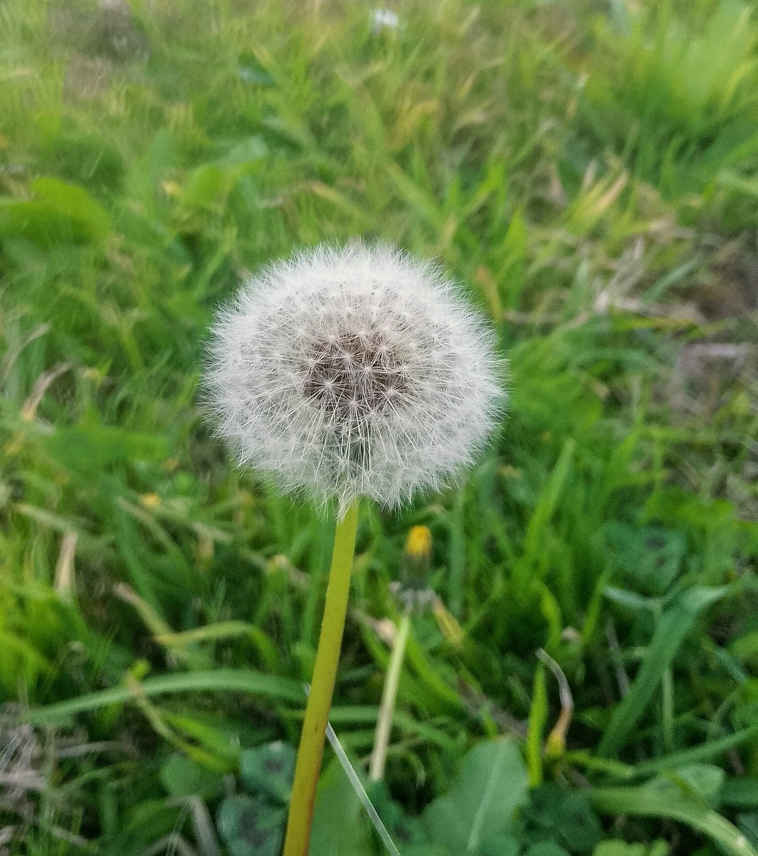 Lopezlaila1's tweet image. #Make a wish!