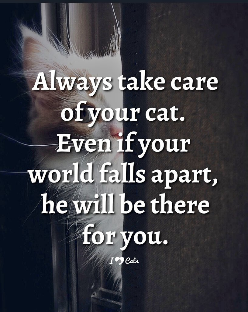 🌻Samson Cat🐱 (@meowmiya88) on Twitter photo 