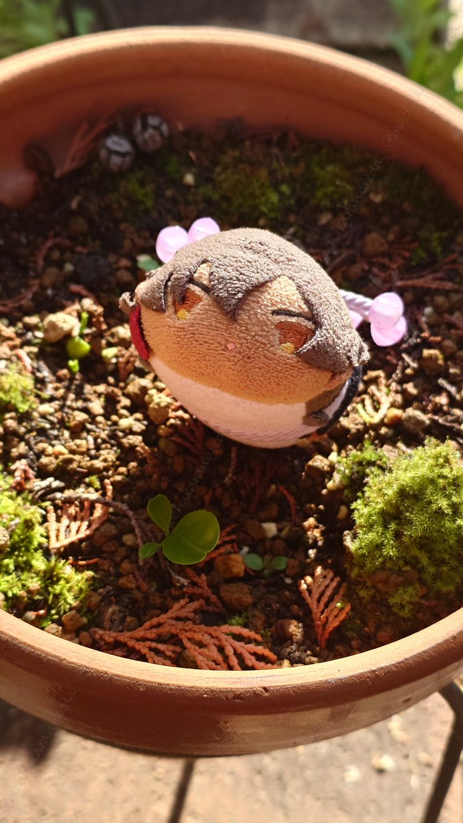 もちから🌱にっき tweet media