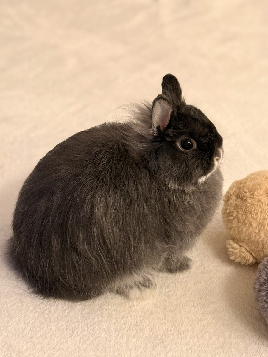 低糖🐰🥥 tweet media