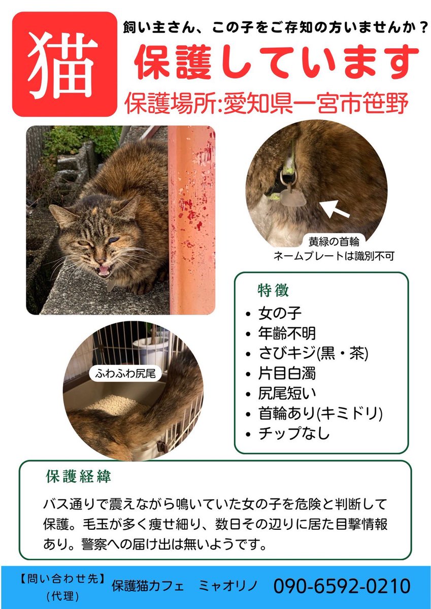 #拡散希望RPご協力お願いいたします 
#一宮市笹野
#迷子猫
一宮市笹野にてこの子を保護しています
この子が無事にお家に帰れますように🙏
情報が飼い主様に届きますように🙏
情報のある方よろしくお願いします#拡散希望RPご協力お願いいたします