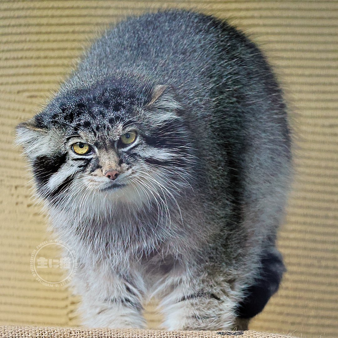主に猫 tweet media