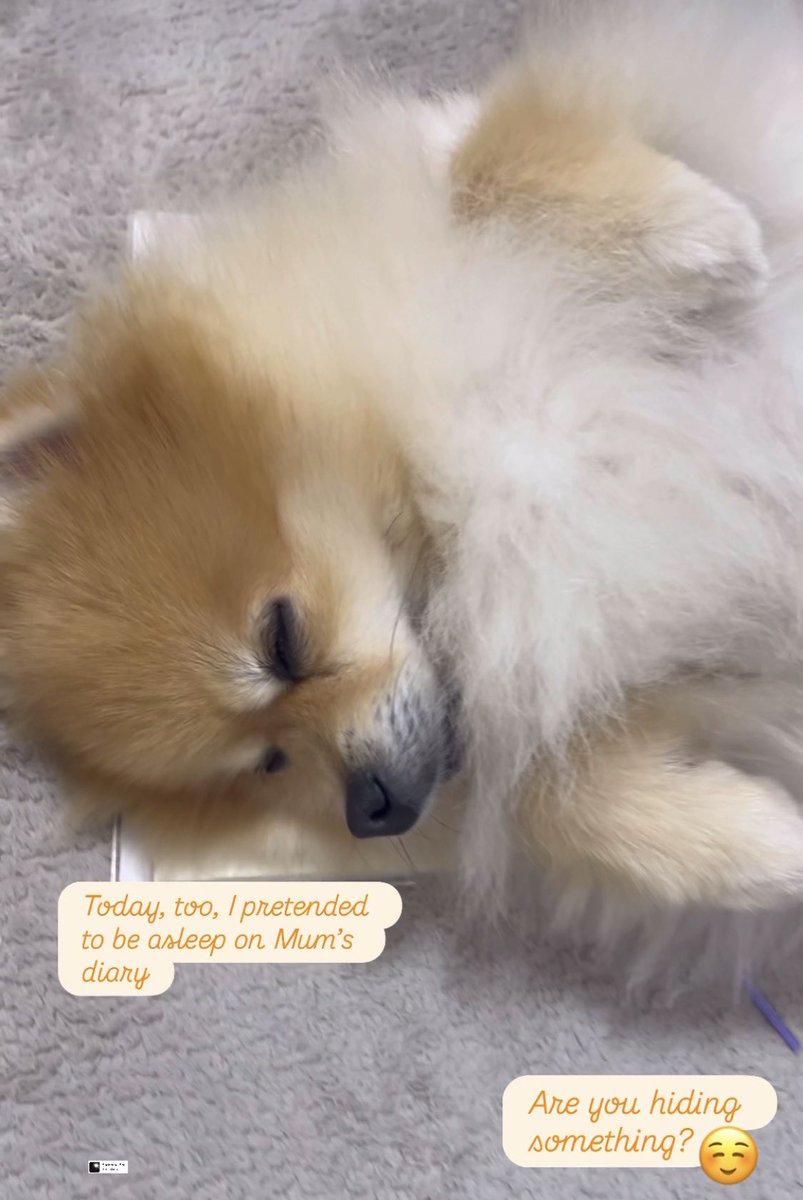 Gizmo9Gizmo's tweet image. Are you hiding something?☺️

#cutedog

＃dog

#Pomeranian