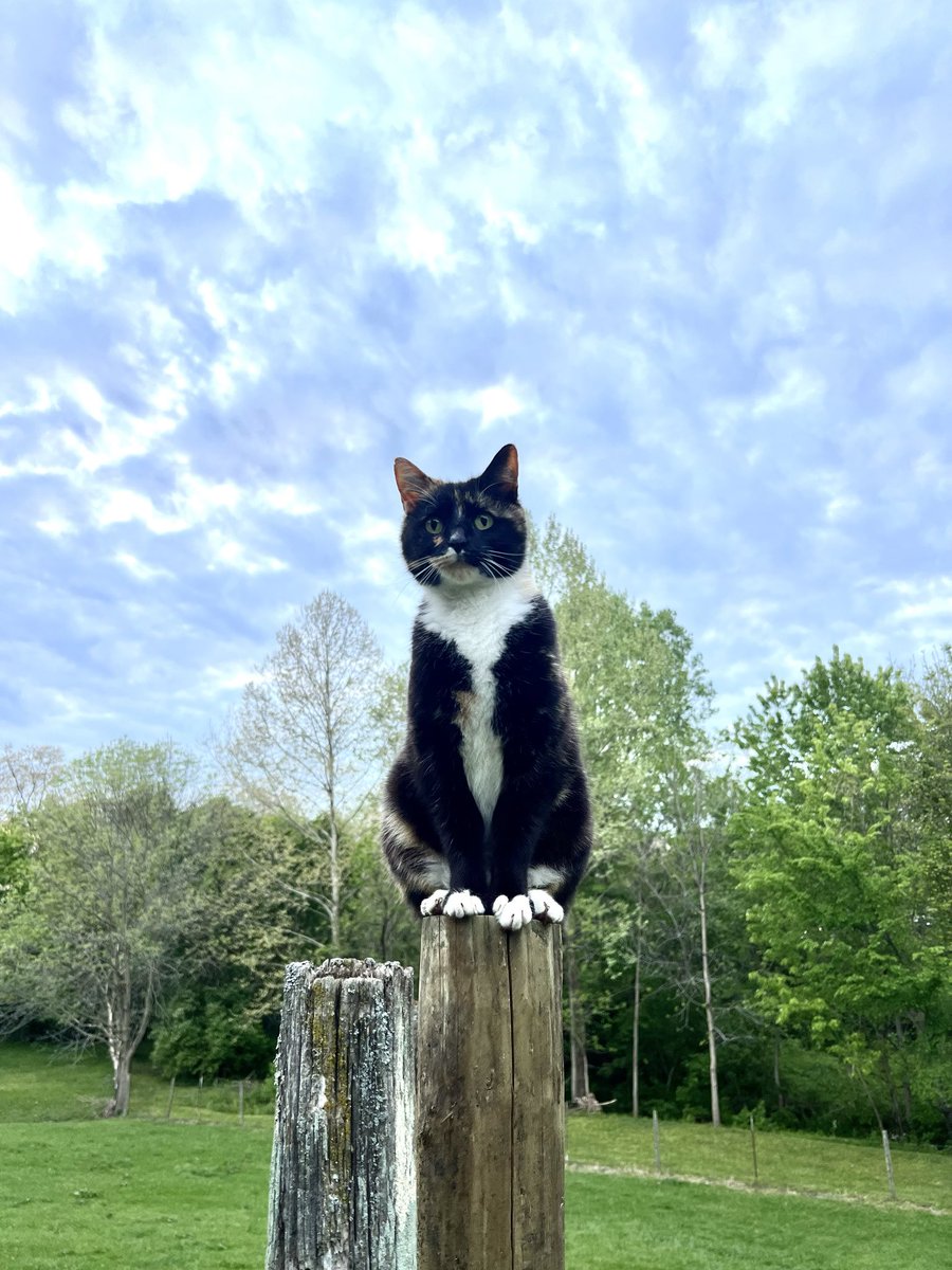 sweetbeets1's tweet photo. @Brettdasovic Here is one of our barn cats, Sweet Dee! She accompanies me while I am gardening and when I care for our farm animals. She is a fierce mouser too. 

#pccpets https://t.co/uorThu4o0H
