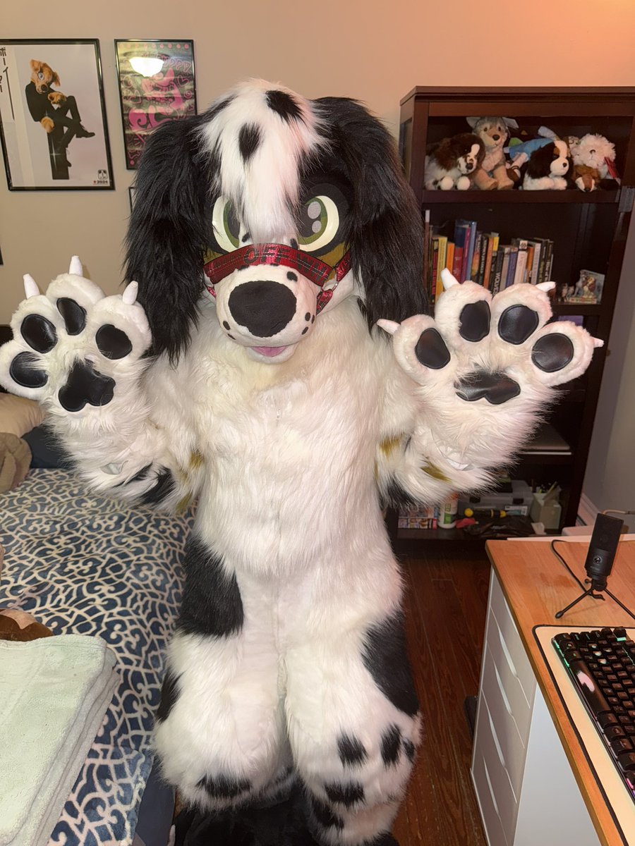 Blush🔜Anthrocon tweet media