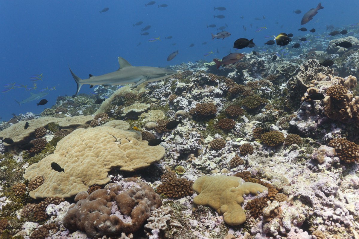 NOAA Fisheries PIRO tweet media
