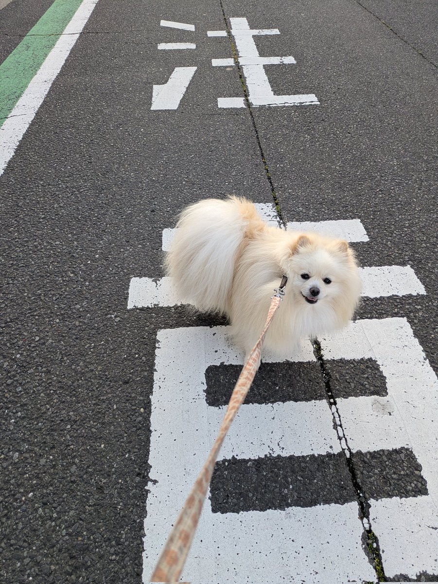 shDYNPTqh7tfEpM's tweet image. 頑として歩かない・ウィーク🐾

何ら特別ではないＧ・Ｗが始まってます
頑張ってウォークして‼️
＃pomeranian ＃ポメラニアン　＃愛犬　＃犬のいる暮らし
