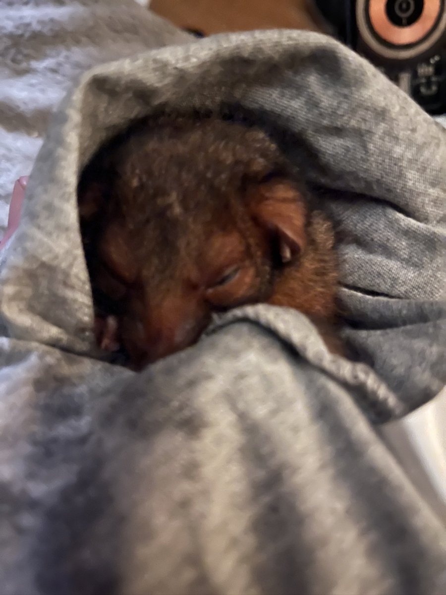 ABDLMANGO's tweet photo. Baby Astro when I rescued him. Months ago. Will update with newer photos soon. 
!Always  wildlife care! https://t.co/h3mL8yRxAB