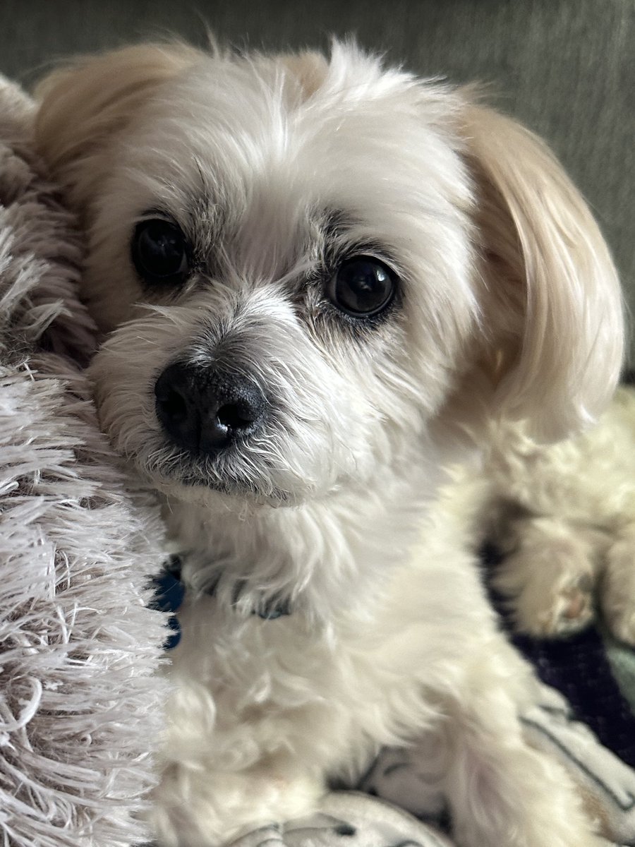 DaisyMYounger's tweet image. #FuzzyFactsFriday It’s been almost 3 months with my family! 
Mum says I’m the sweetest boy &amp;amp; we are all blessed! 🥹 ☺️
#Rescue #DogsofX #Love 💚