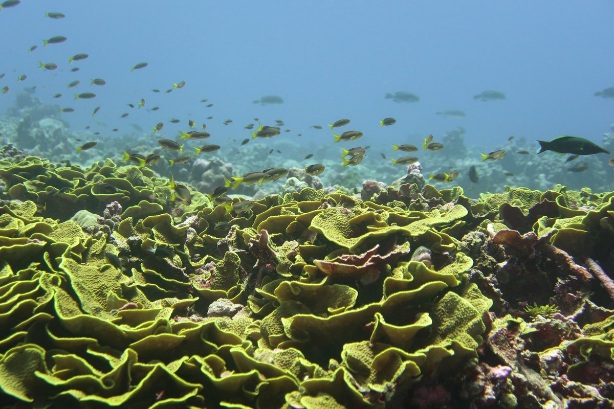 NOAA Fisheries PIRO tweet media