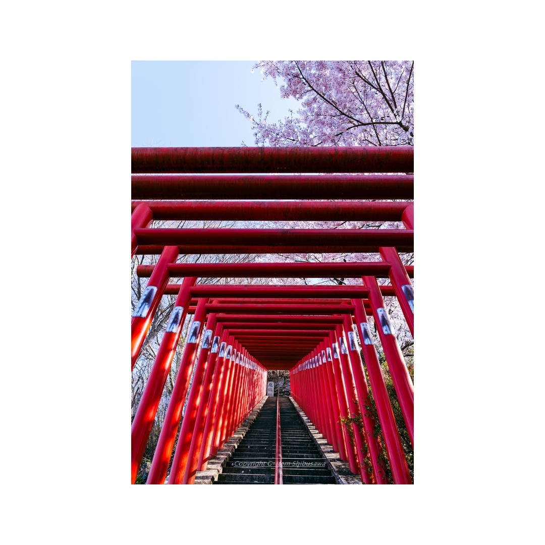 shibu_g_item's tweet image. Late Spring in The Countryside

#scenery #nature
#NaturePhotography
#landscapephoto #Japan
#cherryblossoms #shrine
#pentaxk1mkii #pentax 
#pentax_dfa28105
