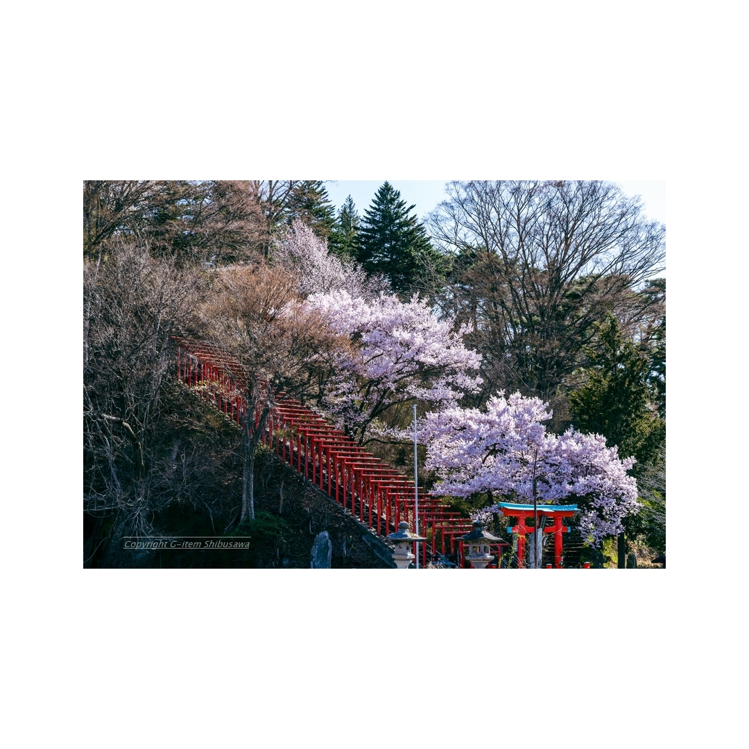 shibu_g_item's tweet image. Late Spring in The Countryside

#scenery #nature
#NaturePhotography
#landscapephoto #Japan
#cherryblossoms #shrine
#pentaxk1mkii #pentax 
#pentax_dfa28105