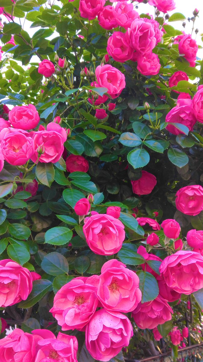 ガーデニング🏵️ヒデ 🏡花と樹木が大好き🪴庭を楽しく🏘️🌳 tweet media