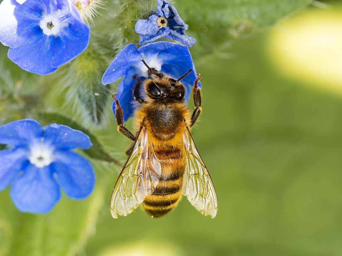 GreatStrides65's tweet image. Today in the garden 
#naturephotography #macrophotography