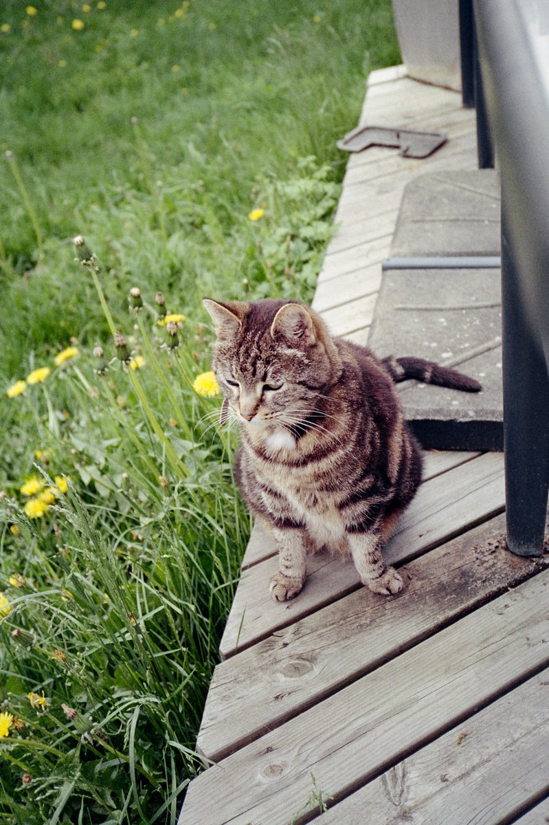 simon_diamond's tweet image. Geometry cat is blending in nicely😸

Yashica T4
Carl Zeiss Tessar 35mm F3.5 T*
Fujicolor 200
#Caturday #believeinfilm #photography