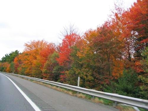 BaSnorkel's tweet image. Pennsylvania has the longest and most varied fall foliage season in the world. Our Pittsburgh Fall Foliage Guide shows you the best places to view spectacular fall colors in the Pittsburgh area.
#foliage #fallfoliage #fallcolors  backpackandsnorkel.com/USA/Pittsburgh…