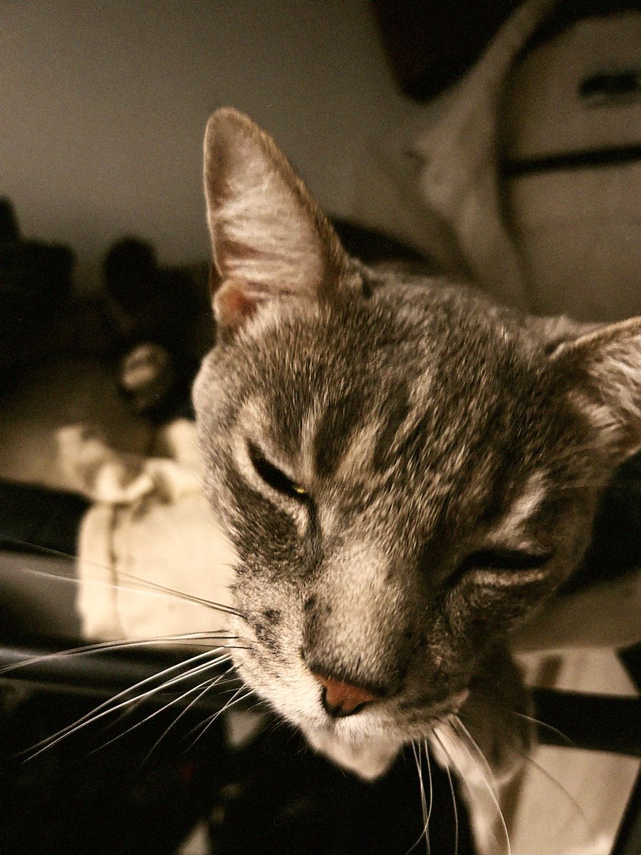 queria a tranquilidade do meu gato que tá deitado no mesmo lugar desde 08h