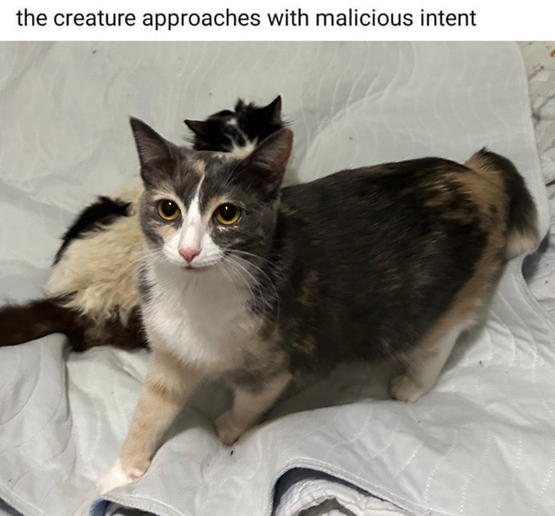 [ Notice ] Cat Distribution Friday is starting now! I The special ...
