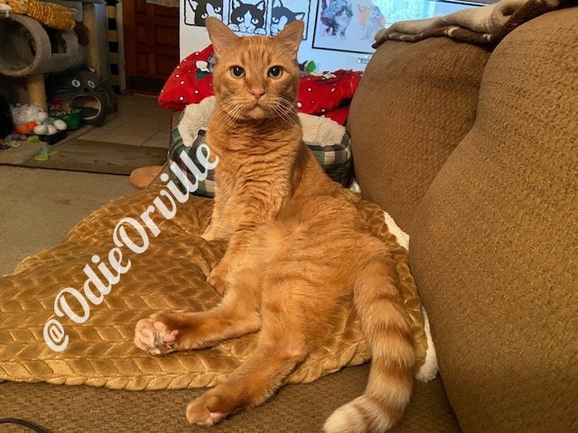 THE Odie Bob Orville 😺 tweet media