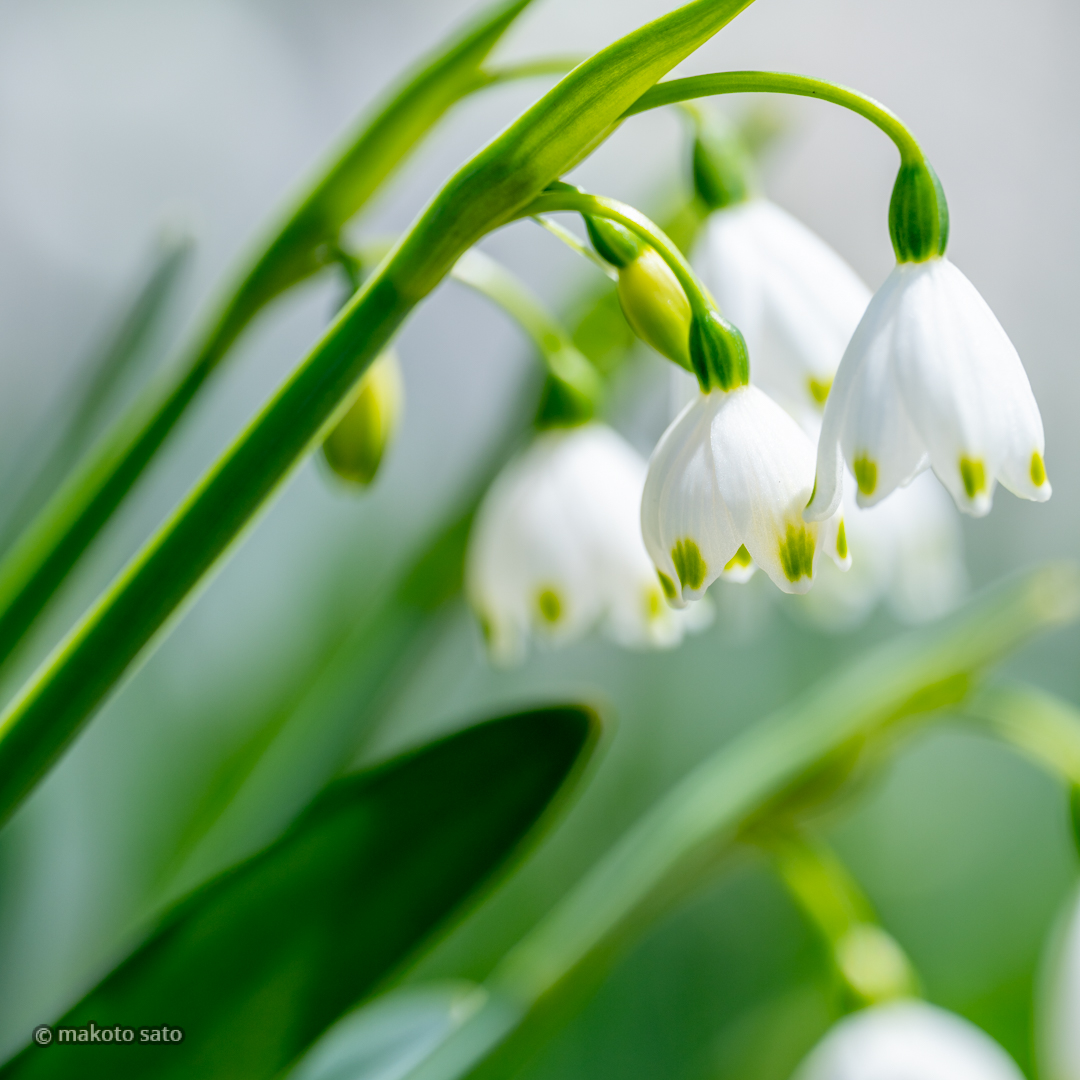 makotosatojp's tweet image. 奏でる
#photo #photography #ファインダー越しの私の世界 #写真好きな人と繋がりたい #スノーフレーク