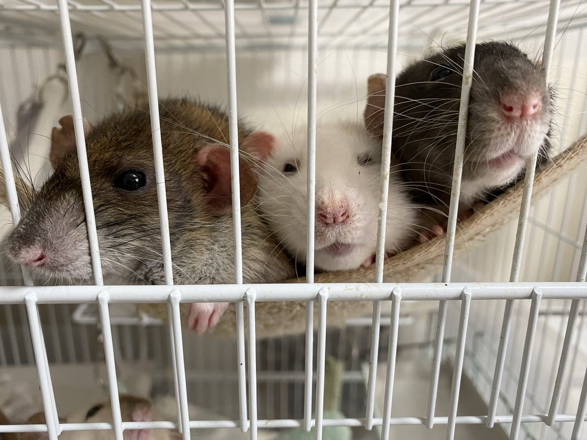 ラットのおうちran run Rat 横浜中華街 tweet media