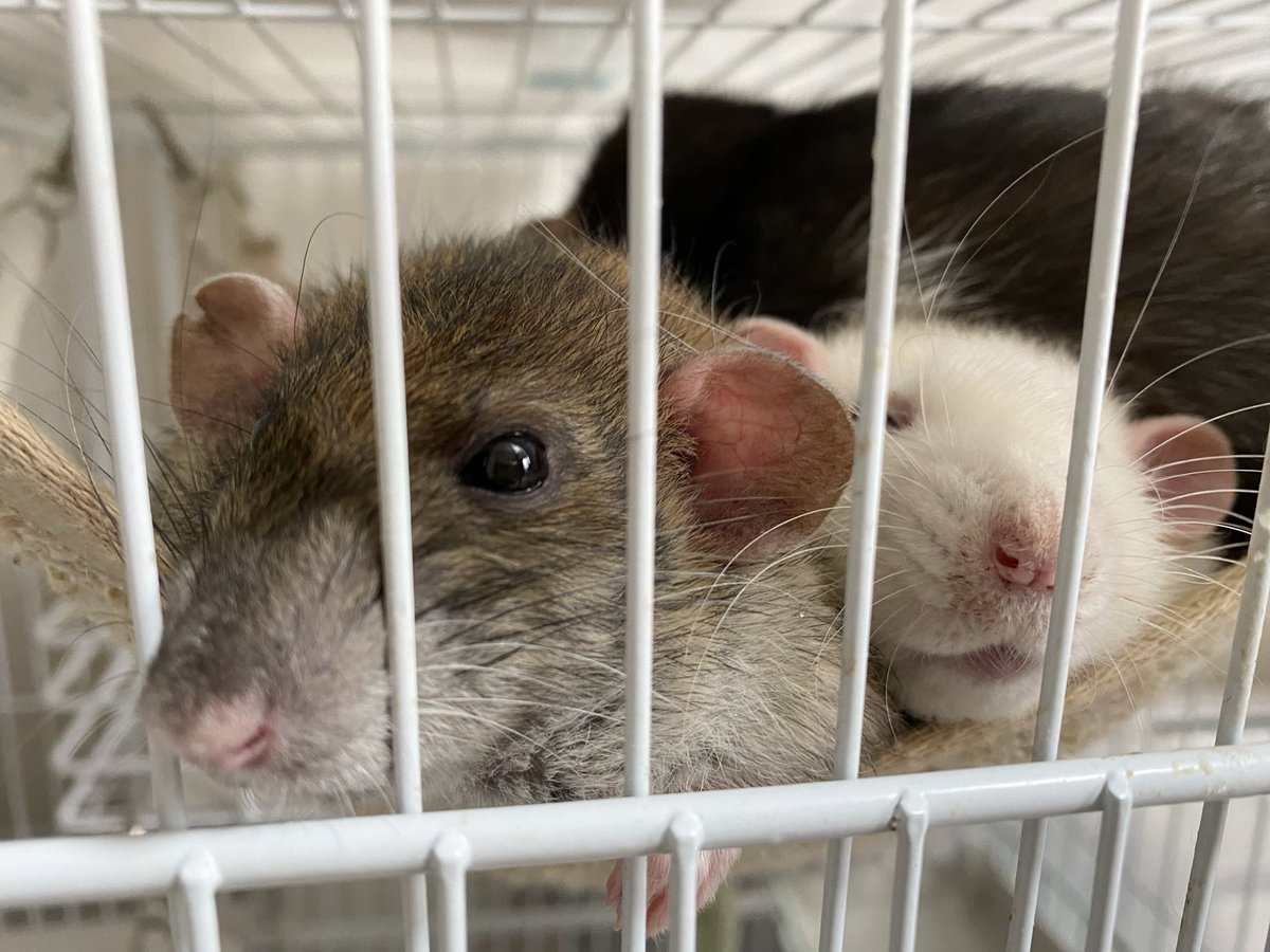 ラットのおうちran run Rat 横浜中華街 tweet media