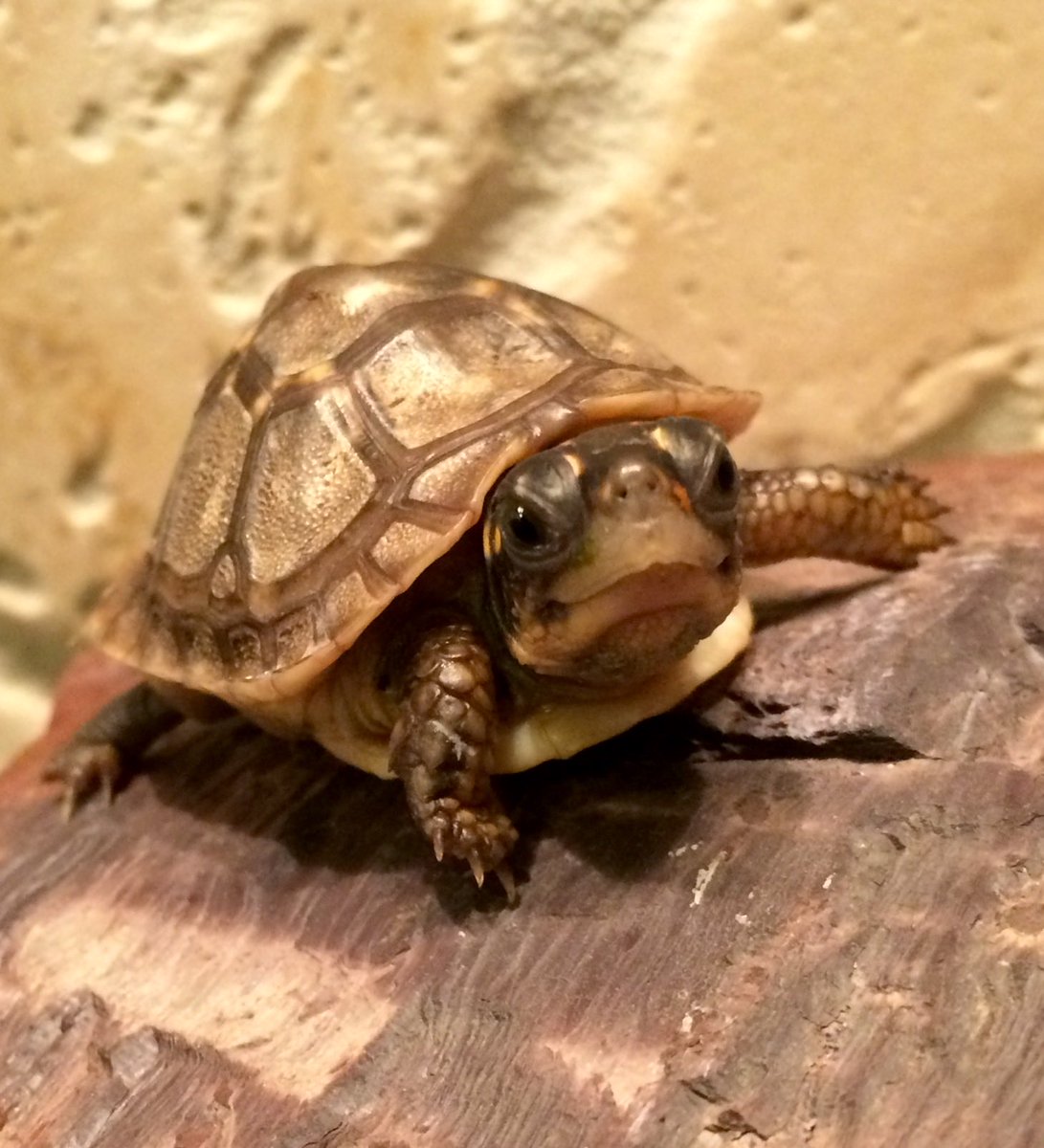 Turtle tweet media