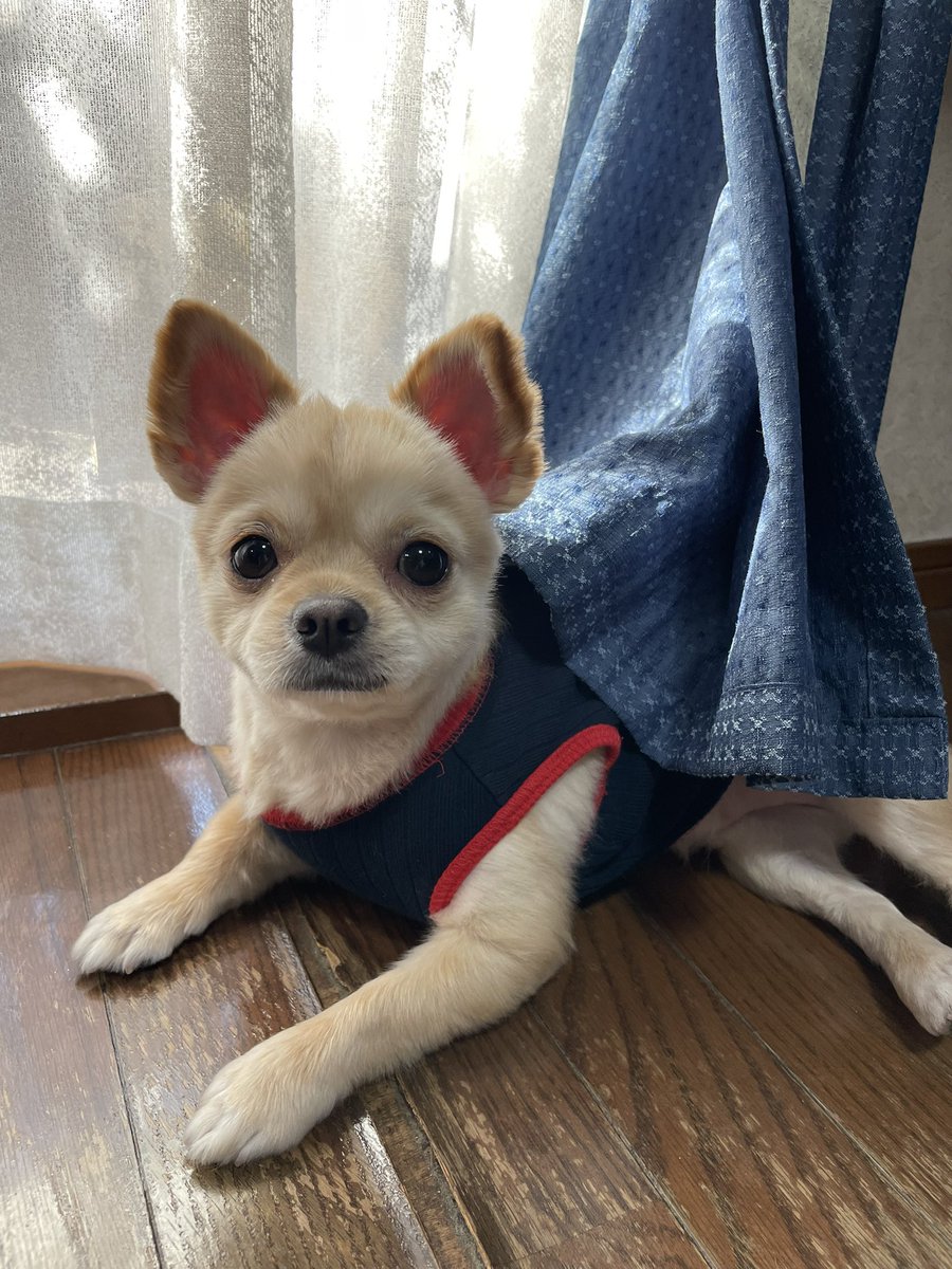 チワワのかため・あくび🐶日記 tweet media