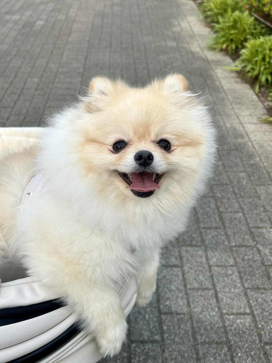 Sui1228pome's tweet image. 涼しくて快適みたい☘️
#ポメラニアン #pomeranian 
#犬のいる暮らし