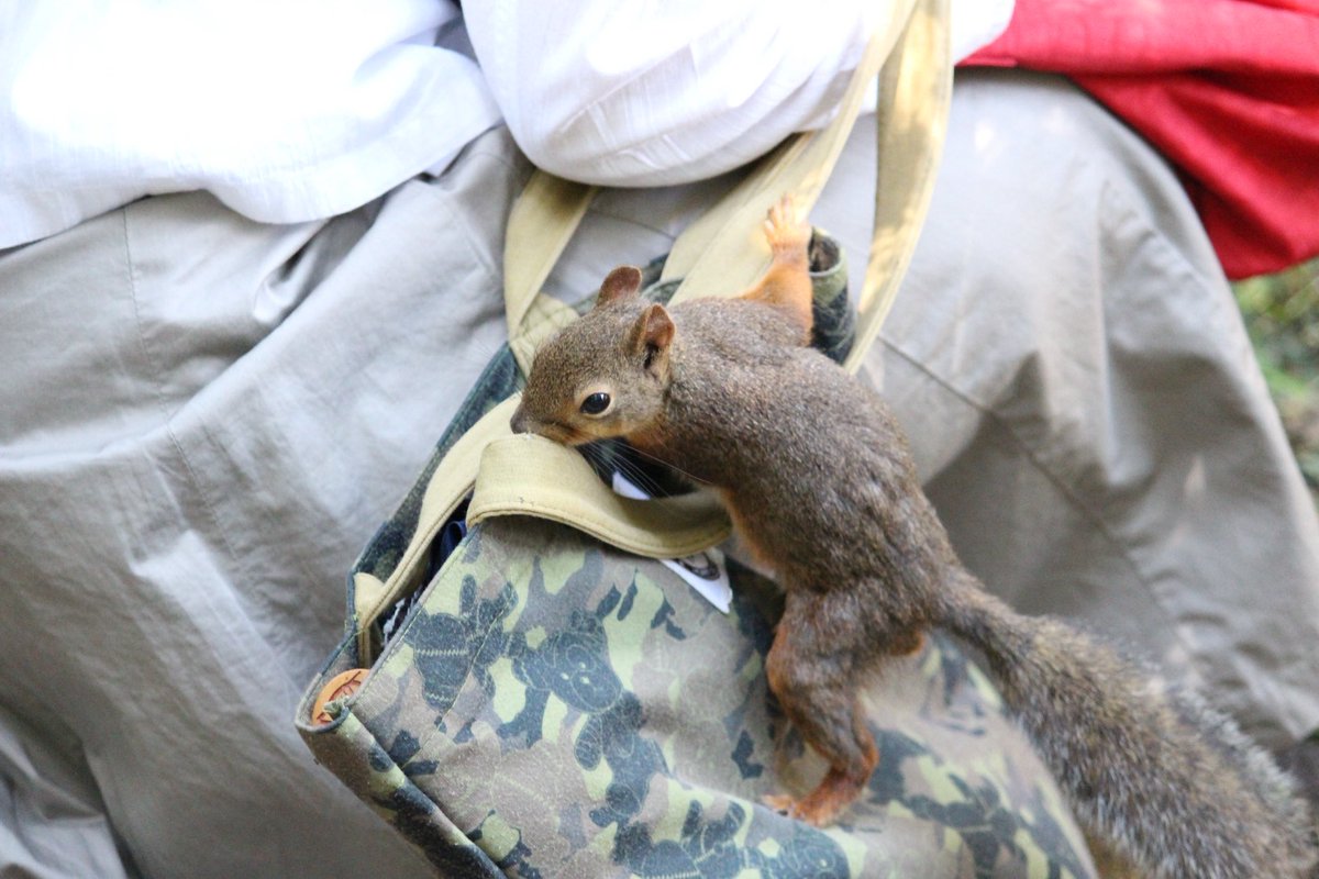maki🐿 tweet media