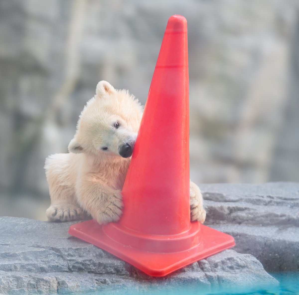 カラフルなオモチャに大興奮なモモ太 #ホッキョクグマ #男鹿水族館