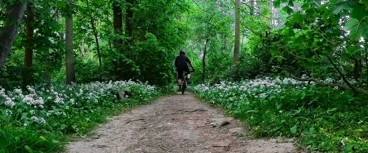rrrooobbbppp's tweet image. A Photo A Ride 2026 No.22
#photography #mtb #cycling #mountainbike #Insta360 #darktable #Lightworks #garlic #publicart #sculpture #forestbathing #shinrinyoku