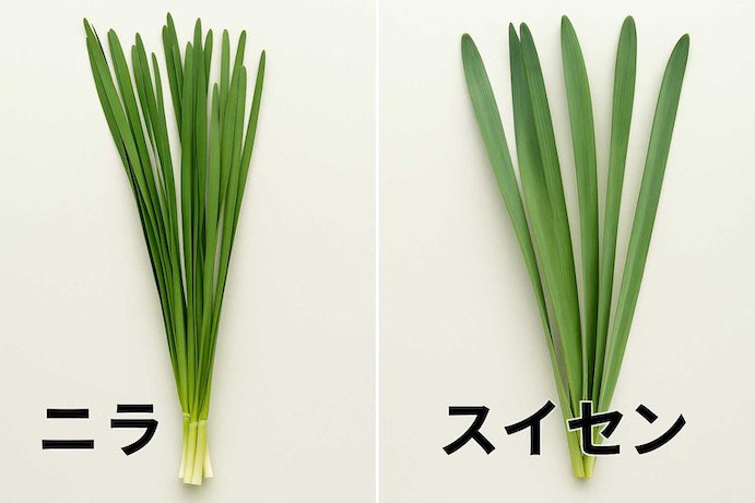 hikaruganji's tweet photo. ニラと、スイセン。

ギョウジャニンニクと、イヌサフラン。

間違えて食べて亡くなっている方々がいます。

間違えないように見比べる事が大切です。 https://t.co/CkidMSpEC5