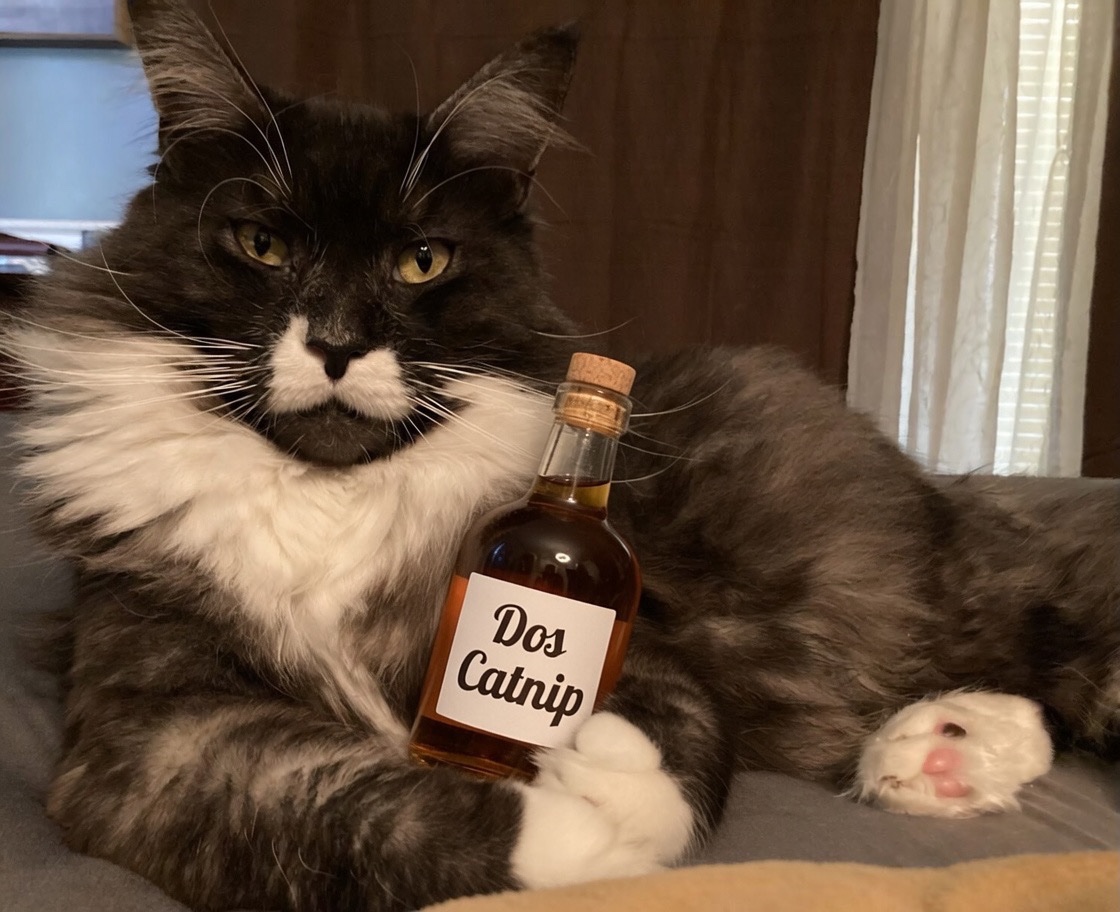 BootsIMaineCoon's tweet image. I don’t always drink.  But when I do I prefer Dos Catnip for distinguished cats.  😹😻 #Caturday kickoff 😹