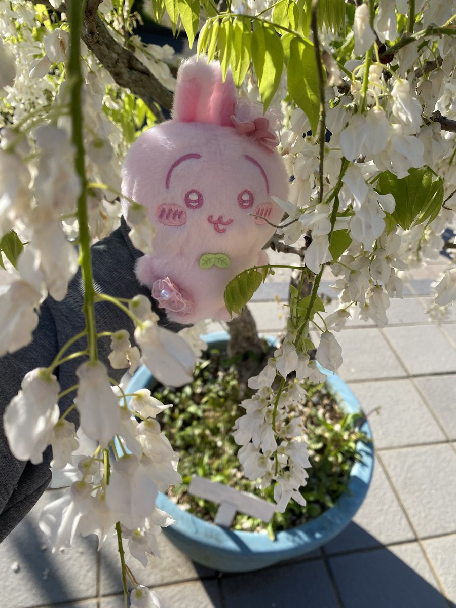 芯(旧 桜) tweet media