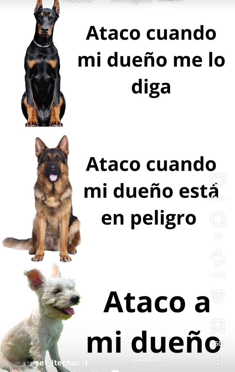 Dilo con perritos tweet media