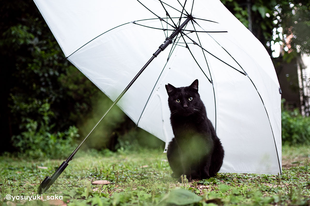 yasuyuki_saka's tweet image. ねこ。 #猫 #ねこ #cat #猫写真