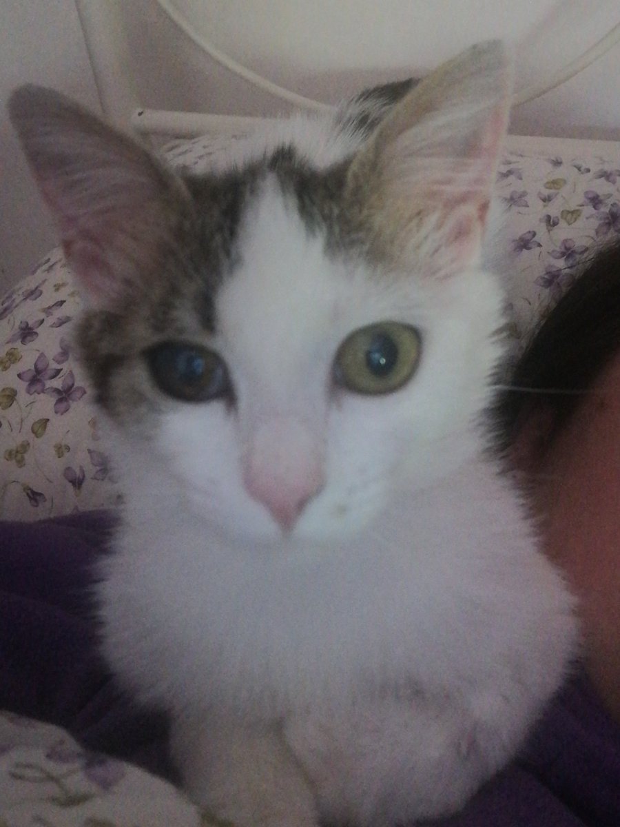 Virginia1926416's tweet image. È tardi, la piccola ha sonno, buonanotte a tutti 😘
#goodnight #kittenlove #socialcat