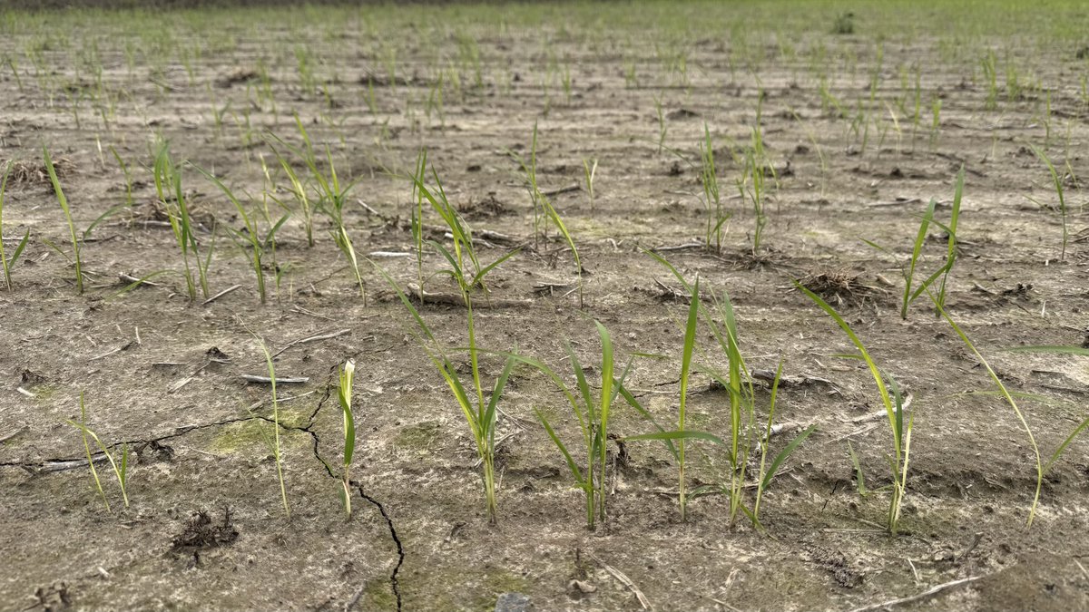 JHardke's tweet photo. Arkansas Rice Update 5-1-26
https://t.co/qDSEizKFMG

Progress, preflood N for low stands, yield by planting date, grass &amp; sedge control, &amp; rice markets. https://t.co/gcbpm7dFWs