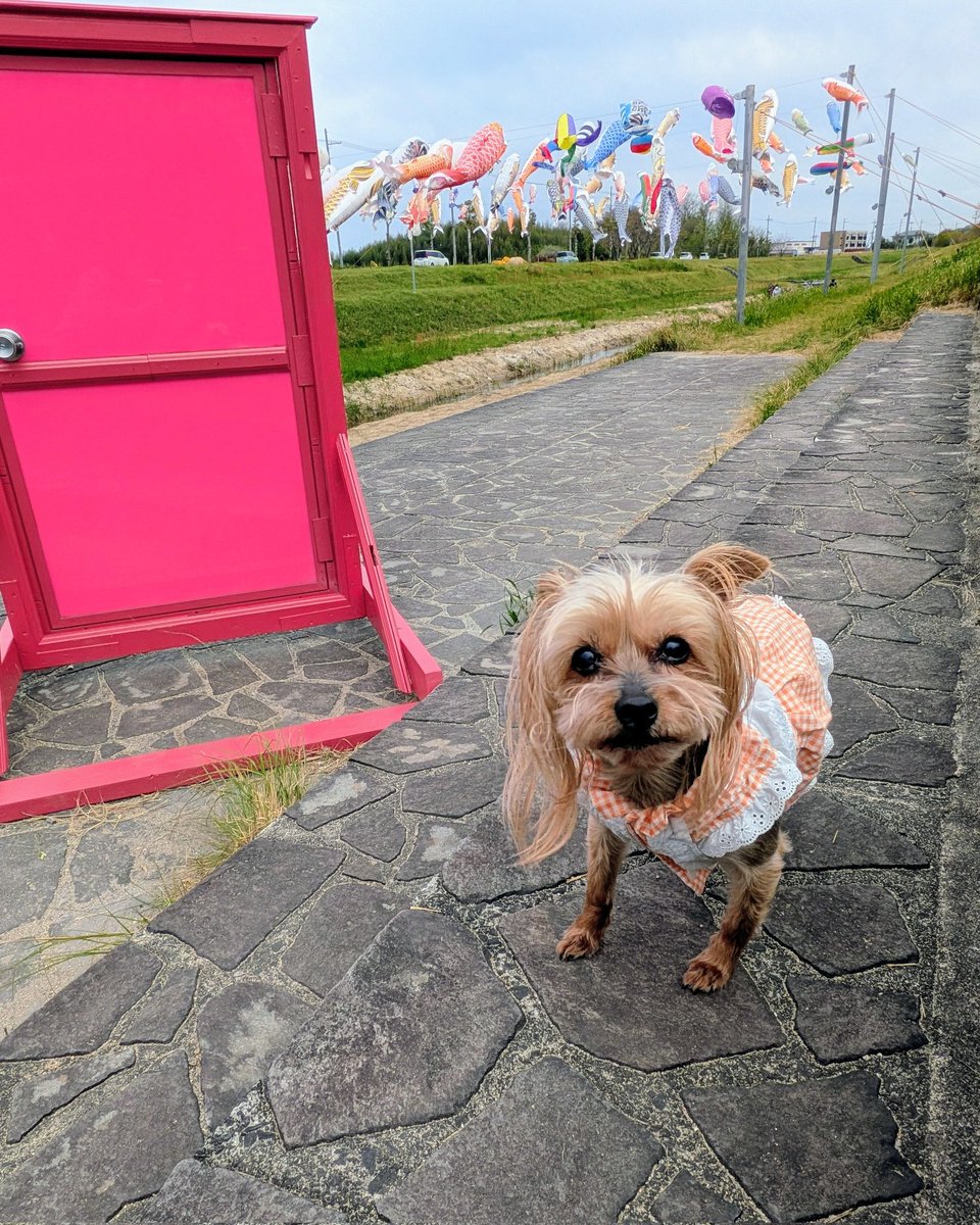 おはようございます
今日もよろしくお願いします
#鯉のぼり #どこでもドア
#犬のいる幸せ
